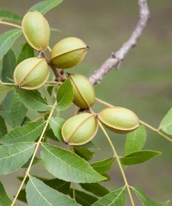 گردو پکان - سناپالیز